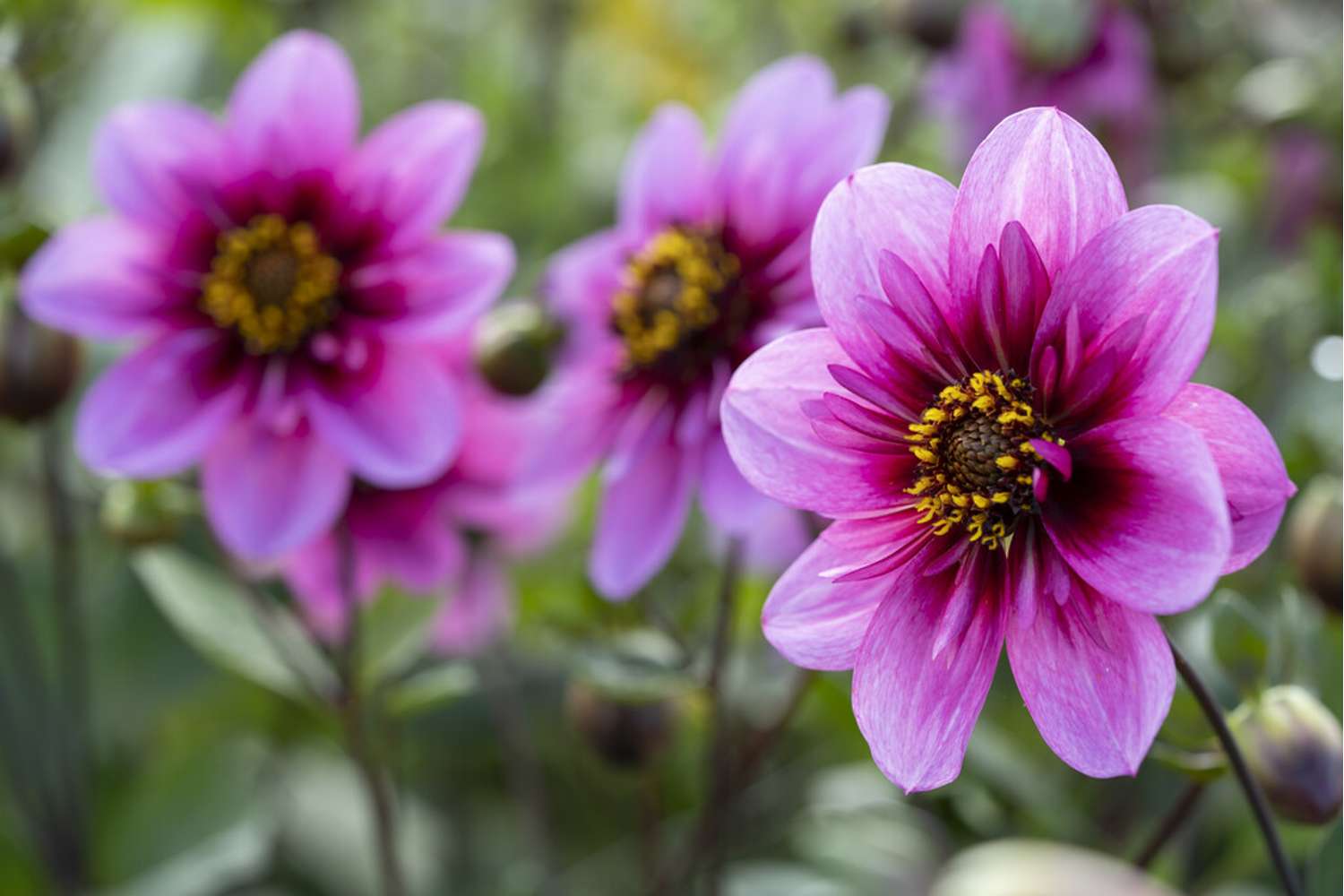 Dahlia 'Skyfall'